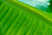 Banana Leaf by Siew Bee Lim