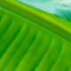 Banana Leaf by Siew Bee Lim