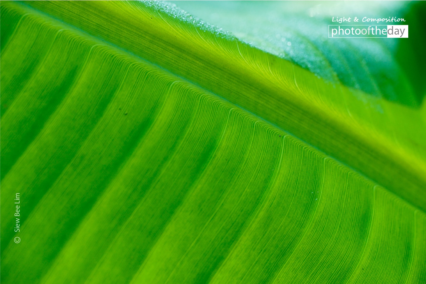 Banana Leaf by Siew Bee Lim