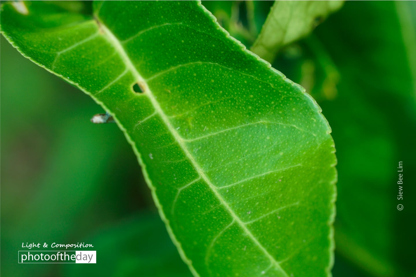 A Lemon Leaf by Siew Bee Lim