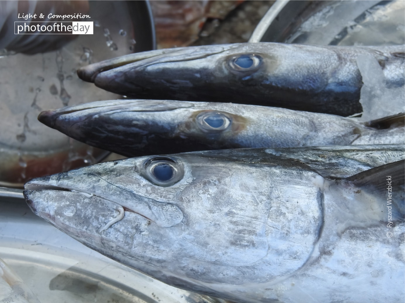 Barracudas for Sale by Ryszard Wierzbickia