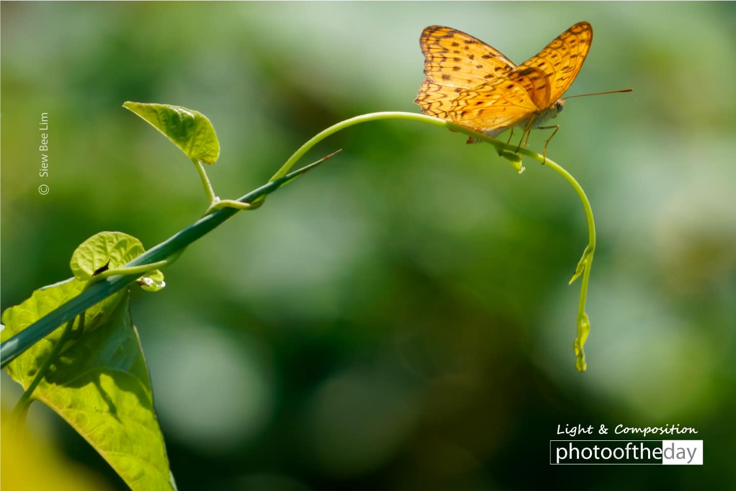 Common Leopard by Siew Bee Lim