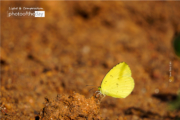 Common Grass Yellow by Siew Bee Lim