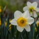 Daffodils - A Symbol of New Beginnings by Ashu Chawla