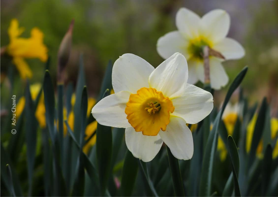 Daffodils - A Symbol of New Beginnings by Ashu Chawla