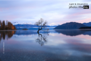 That Wanaka Tree of Autumn by Farhat Memon