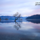 That Wanaka Tree of Autumn by Farhat Memon