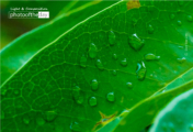 Soursop Leaves by Siew Bee Lim