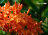 Ixora Chinesis by Siew Bee Lim