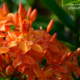 Ixora Chinesis by Siew Bee Lim