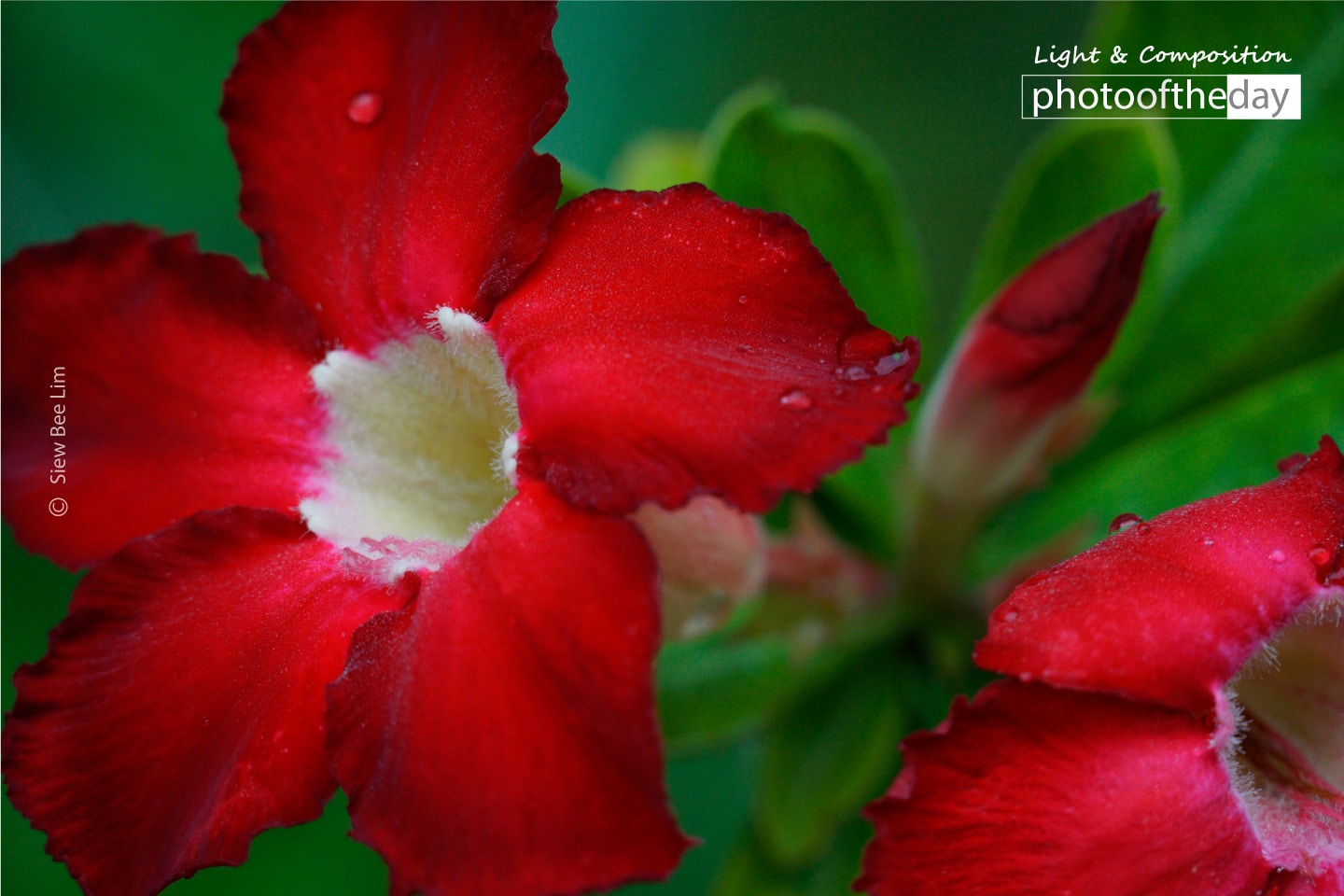 Impala Lily by Siew Bee Lim