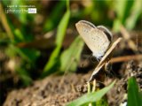 Lesser Grass Blue by Siew Bee Lim