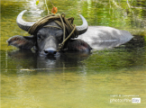 Water Buffalo by Ryszard Wierzbicki