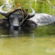 Water Buffalo by Ryszard Wierzbicki