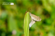 Two Lesser Grass Blue by Siew Bee Lim