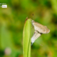 Two Lesser Grass Blue by Siew Bee Lim