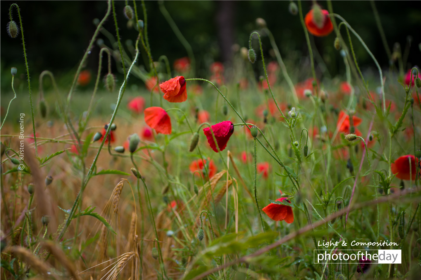 Summer Dream by Kirsten Bruening