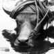 Carabao Reflected by Ryszard Wierzbicki