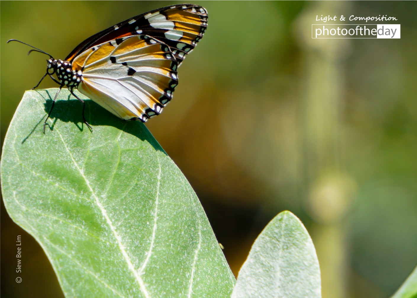 Plain Tiger by Siew Bee Lim