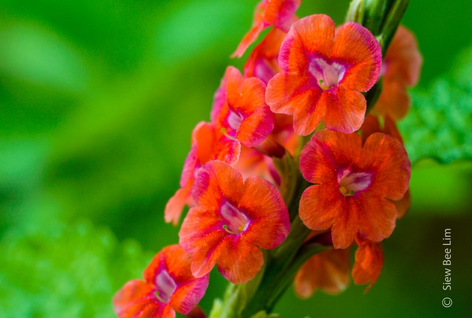 Red Porterweed by Siew Bee Lim