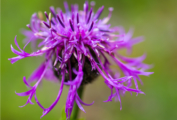 Wild Flowers by Kirsten Bruening