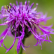 Wild Flowers by Kirsten Bruening