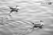 Birds on the River by Zahra Vatan Parast