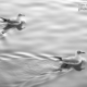 Birds on the River by Zahra Vatan Parast