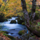 Stream of Autumn by Hanks Tseng