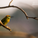 Green Bee-Eater and the Rays Of Sun by Sarthak Pattanaik