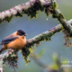 Lonely bird in the cold Himalayas by Sarthak Pattanaik