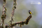 Green-Backed Tit And The Winter Morning by Sarthak Pattanaik