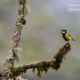 Green-Backed Tit And The Winter Morning by Sarthak Pattanaik