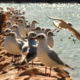 Birds on the Lake by Zahra Vatan Parast