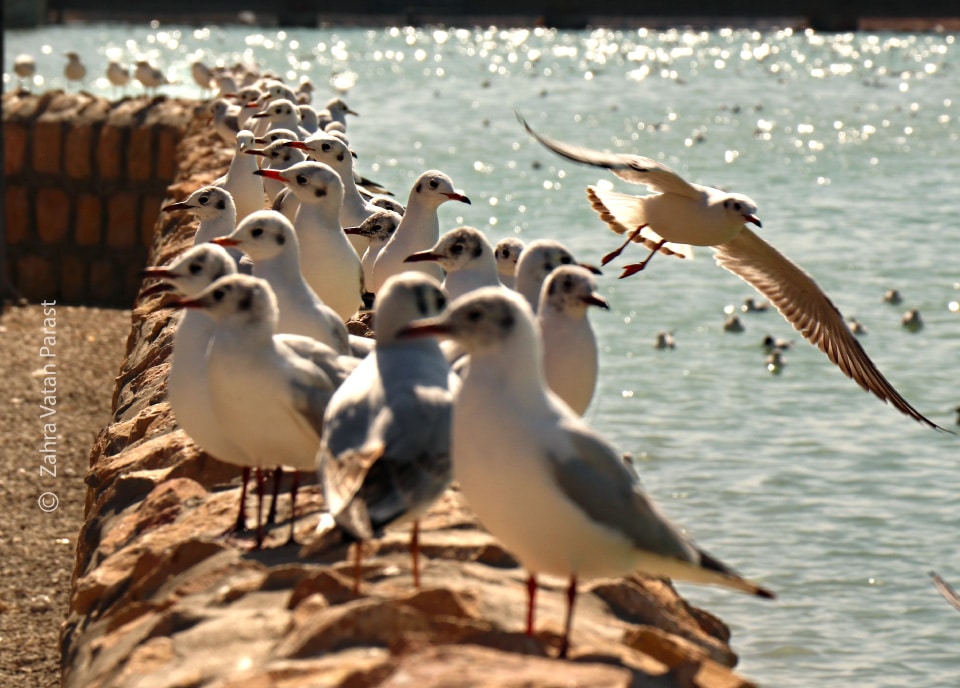 Birds on the Lake by Zahra Vatan Parast