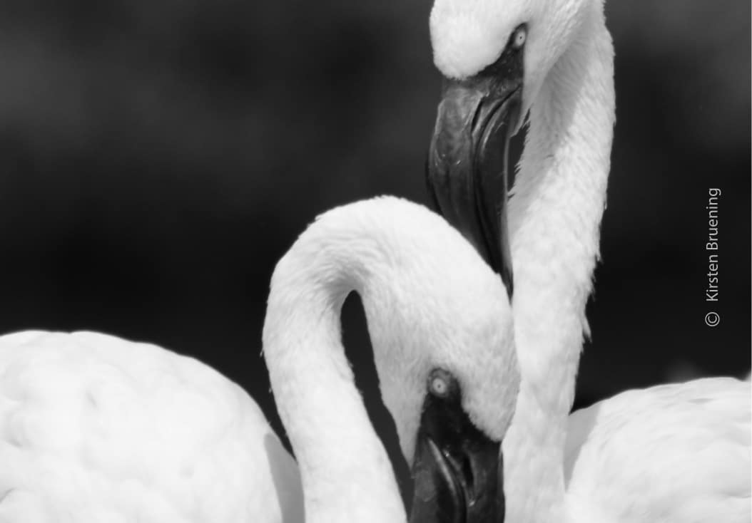 Flirting Flamingos by Kirsten Bruening