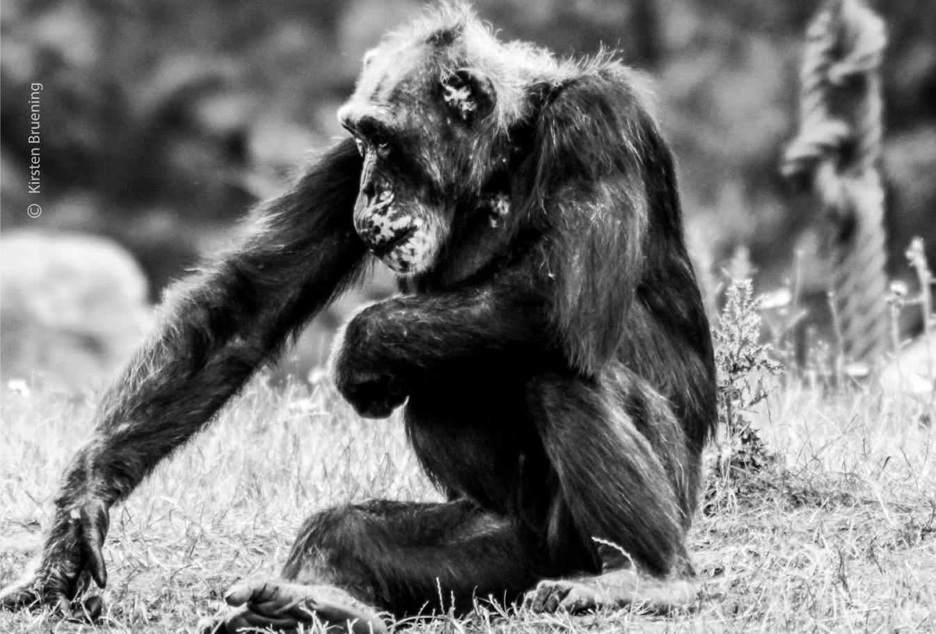 Chimpanzees Our Closest Relatives by Kirsten Bruening