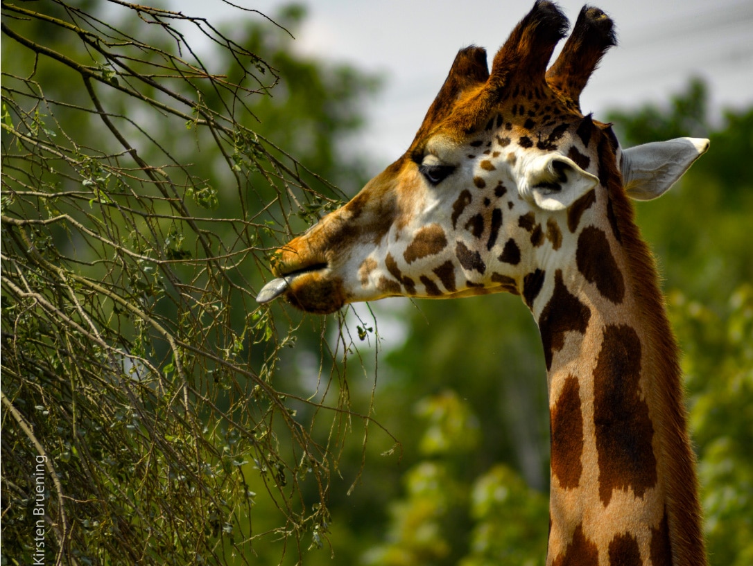 Madagascar by Kirsten Bruening