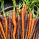 Multicoloured Carrots by May Lawrence