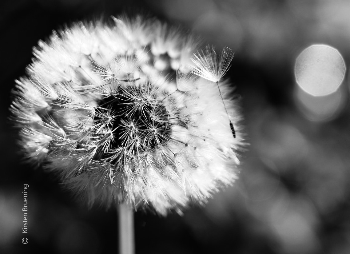 Some See a Weed by Kirsten Bruening