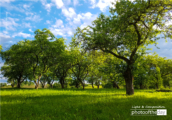 100 Years Old Garden by Nadzeya Arbuzava