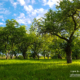 100 Years Old Garden by Nadzeya Arbuzava