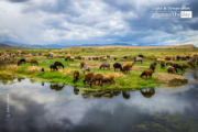 Mahabad Countryside by Bahar Rismani