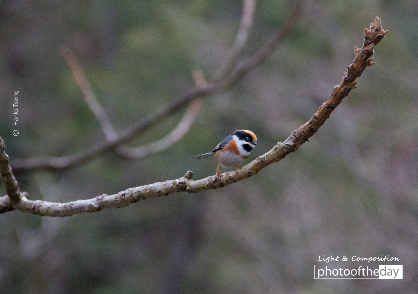 Small Tit by Hanks Tseng