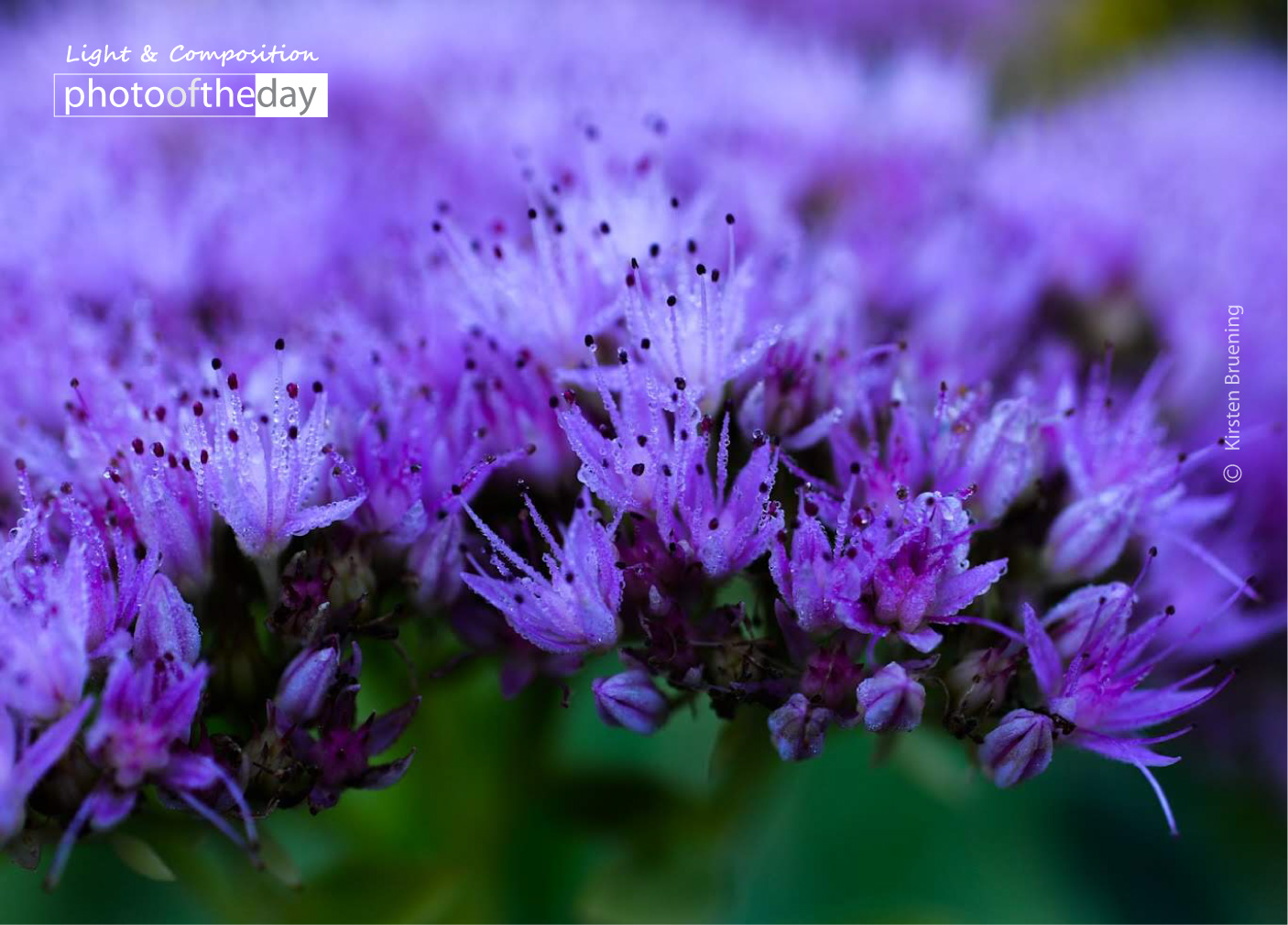 Blue Flowers by Kirsten Bruening