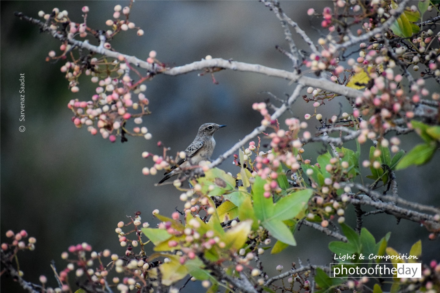 Common Stonechat by Sarvenaz Saadat