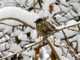 Tree Sparrow on Black Mulberry by Sarvenaz Saadat