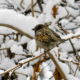 Tree Sparrow on Black Mulberry by Sarvenaz Saadat