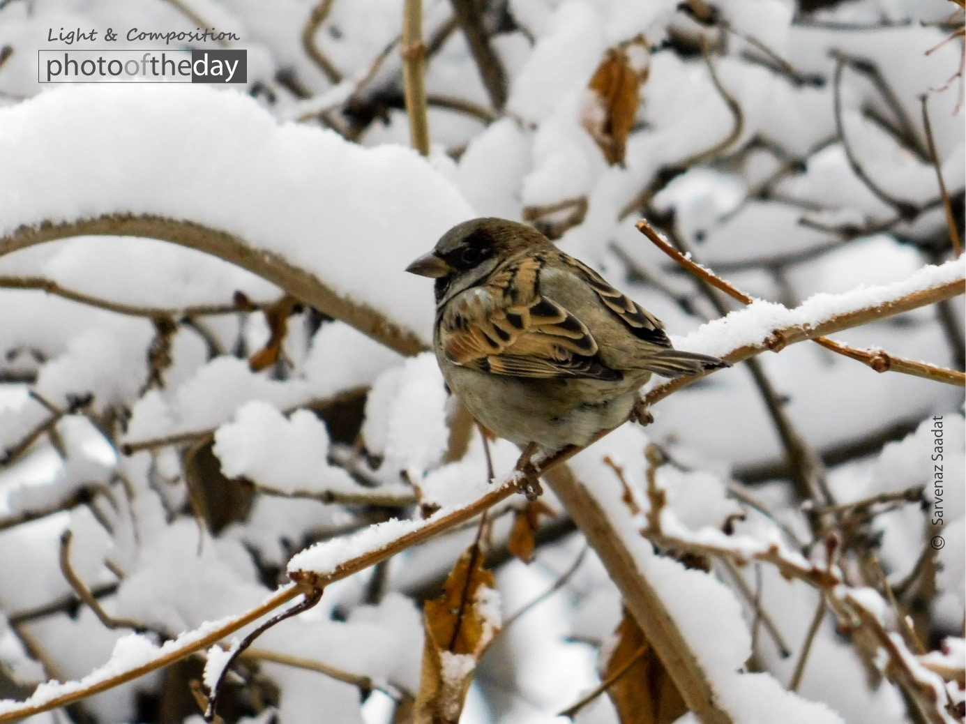 Tree Sparrow on Black Mulberry by Sarvenaz Saadat