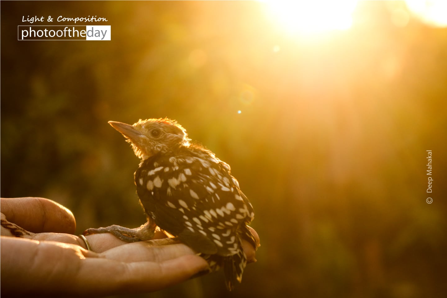 Evening Bird by Deep Mahakal